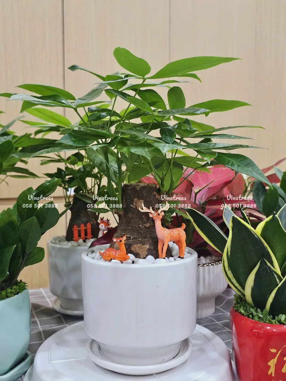 Green Homes bán và cho thuê cây kim ngân để bàn tại Hà Nội